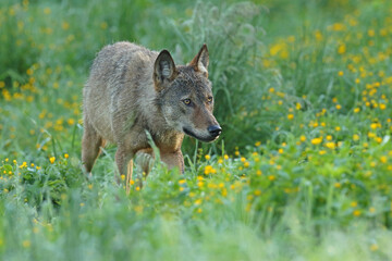 Wilk szary, wilk (Canis lupus) © Bartosz Rakoczy