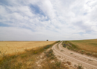 Road, Tree and Wheat