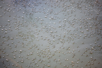 Swarm of Small Insects in Calm Water Surface