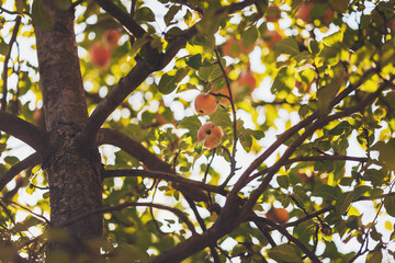 Apple on apple tree branch. Fall apples on apple trees in evening light. Apple hanging on a tree branch.
