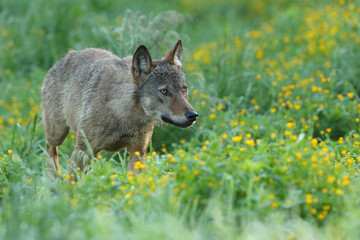Wilk szary, wilk (Canis lupus) © Bartosz Rakoczy