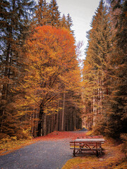 Trees in fall with wooden bench