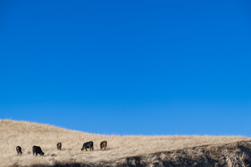Blue sky, hillside and grazing cows. Space for text. Travels in Kyrgyzstan.