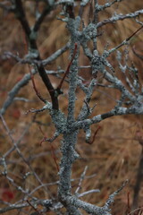 autumn trees with cobwebs