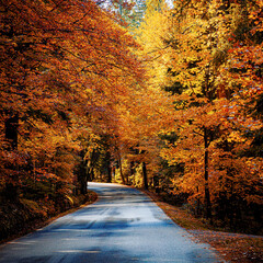 Road through autumn coloured forest