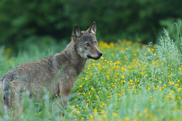 Wilk szary, wilk (Canis lupus) © Bartosz Rakoczy