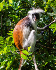 Red colobus monkey, Zanzibar