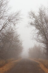 autumn trees in fog 