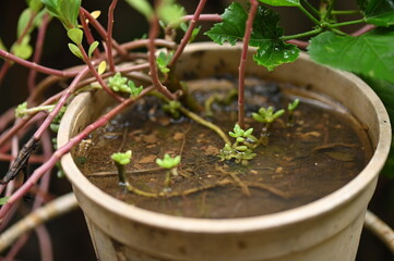 abandoned plastic bowl in a vase with stagnant water inside. close up view. mosquitoes in potential...
