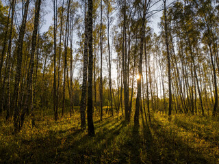 Birch grove with golden leaves in golden autumn, illuminated by the sun at sunset or dawn.