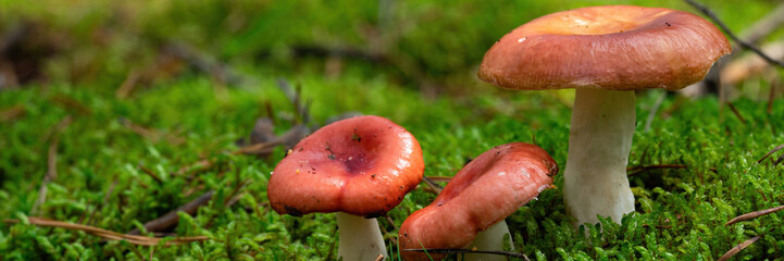 Russula mushroom with a red cap in the woods on a sunny day
