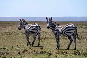 Zebra looking back, Serengeti National Park