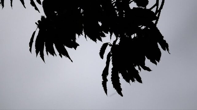 Tree leaf against the light