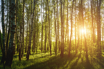 Fototapeta premium Grove of birches with young green leaves at sunset or sunrise in spring or summer. Vintage film aesthetic.