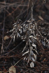 autumn dried branch of grass