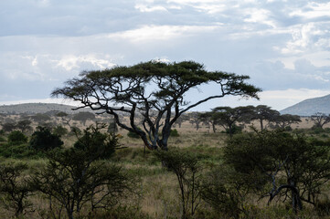 The savannah, Serengeti National Park