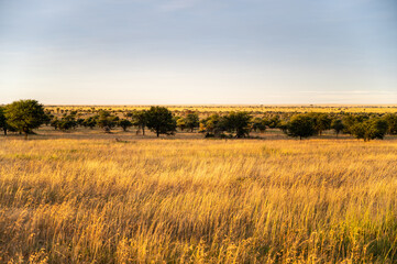 Fototapeta premium Golden hour in the savannah, Serengeti National Park