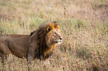 Surveillance mode, Serengeti National Park