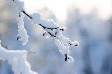 branches covered with snow