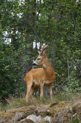 deer in the woods