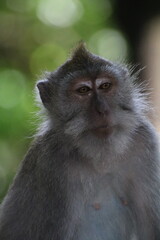 close up of a macaque