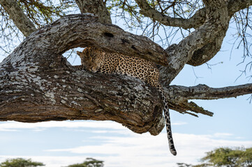 Leopard sleeping, Serengeti National Park