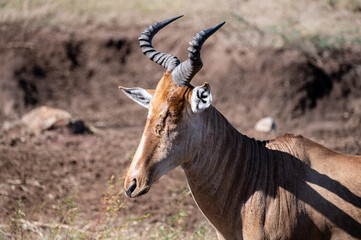 Hartbeest, Serengeti National Park