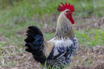 Big Rooster