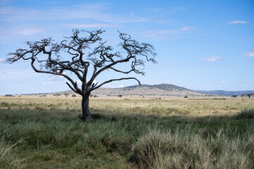 The savannah, Serengeti National Park