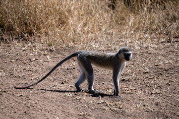 Vervet Monkey, Serengeti National Park