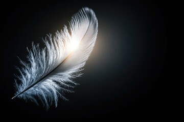 Obraz premium A high-contrast image of a feather against a dark background, with a single spotlight highlighting its intricate details and soft textures.