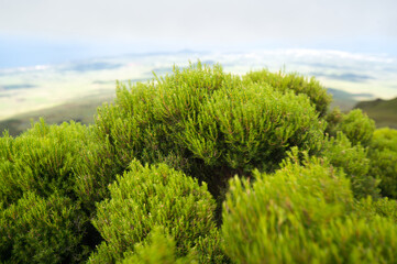 green bush plants on pico island