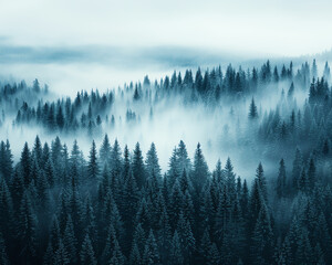 A stunning view of a forest with a foggy morning