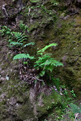 Fototapeta premium FLORESTA VERDEJANTE