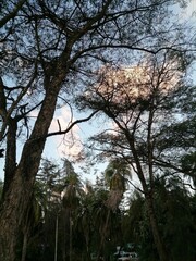 Branching Out Under a Cloudy Sky