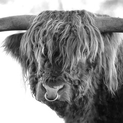 Highland Cow