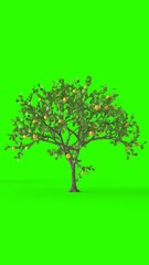 lemon tree with green background