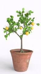 lemon tree with white background