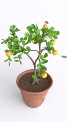 lemon tree with white background