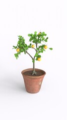 lemon tree with white background