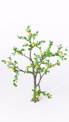 lemon tree with white background