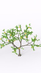 Fototapeta premium lemon tree with white background