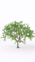lemon tree with white background