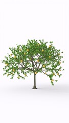 lemon tree with white background