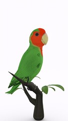 parrot on branch with white background