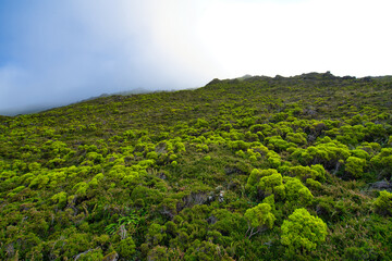 green bush plants on pico island