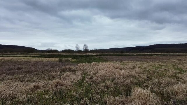 European swamp seen by drone