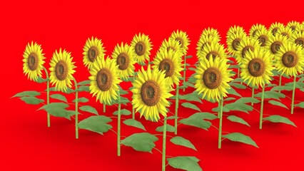 sunflower field with red background