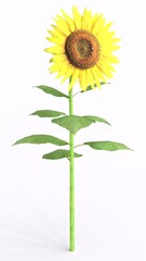 sunflower with white background