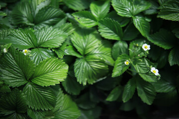 Dense leaves of blooming strawberry